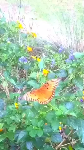 I’m seeing butterflies everywhere!Double Tap on a 🦋 #BeautyOfNature #newbeginnings #featurethis #plandid