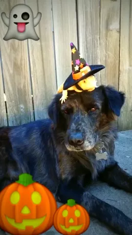 #halloween #muserween #cute #petsofmusically #dogs #animals #featureme