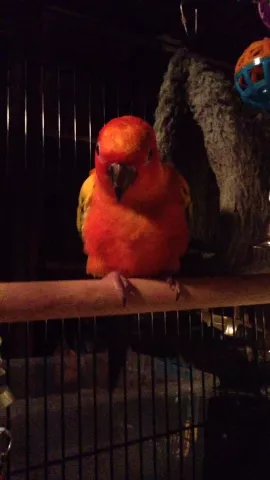 She's got the moves like Lolita.🎶🔥 #dance #talent #cute #bird #animals #featureme #petsofmusically 
