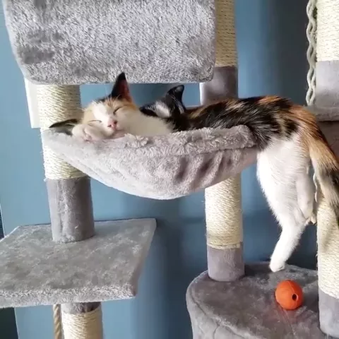 These cats are too cute 😻