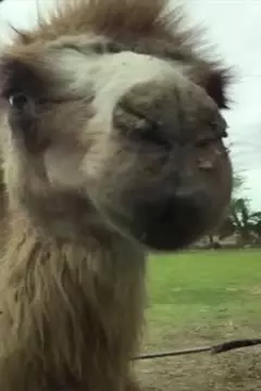 #afv