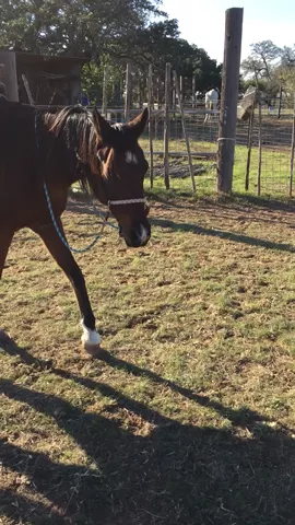 My boy.❤️🐴 #cute #sweet #horse #animals #Love #petsofmusically #equine #featureme