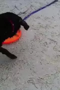 #afv