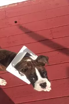 #afv