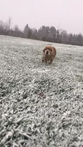 My dog loves snow! First snow day ❄️ #featureme 