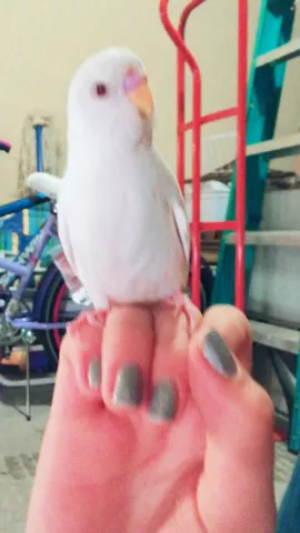 This little budgie.😍💓 #birds #petsofmusically #cute #Love #animals #featureme #perfect