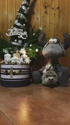🦔🌵❤️ #Hedgehog #Christmas2k17 #EURep #repost #tb