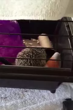 #afv