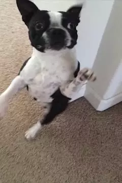 #afv