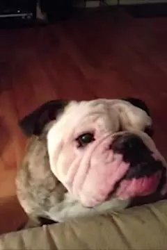 #afv