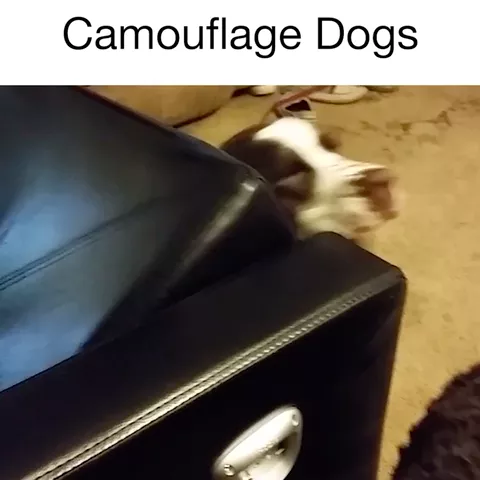 These are some sneaky boys! 🐶