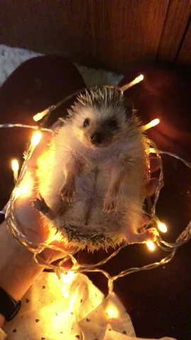 🦔🎄❤️ #Christmas2k17 #FeatureThis #Hedgehog #DestroyerPet #Vlogmas 