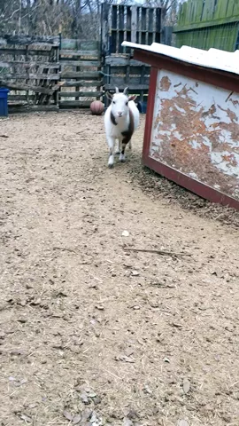 😍fluffy goat party.❤️ #animals #cute #featureme #petsofmusically #goats #Love 