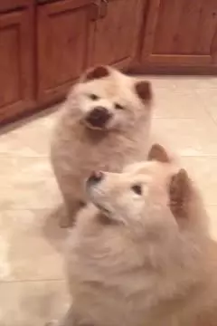 #afv
