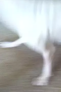 #afv