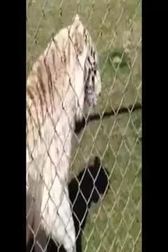 #afv