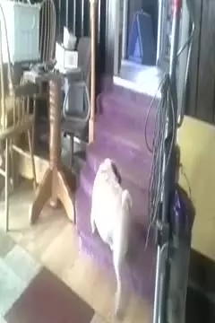 #afv