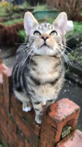 Tag ur fav crowned muser 🙉💯 #Feature #Kitten #Brits2018 #FakeEscalatorChallenge #CuteFightWithPet #SloMo 