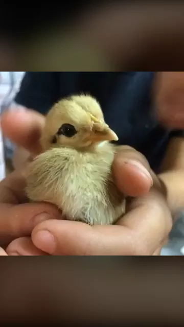 Babies 😍🐣🐥 #cute #chicks #nature #family #Love #chickens #baby #babies #life #Vlog