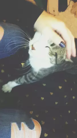 i post too much of my kitty 😂
