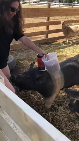 🤔😂 #MyMomAndMe #LoveLetterToMyself #Pig #HorseRanch #SouthernCali 