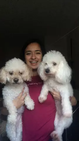 Mis niñas🐩🐩❤️ #PorPerro #LipSync #Mexico #Mascotas