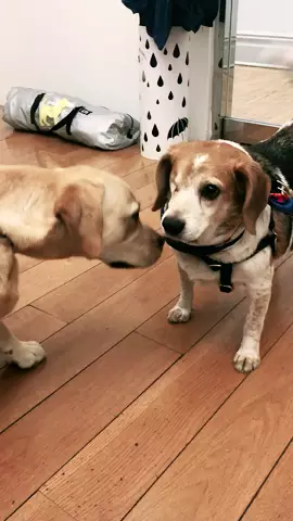 New friends 👯‍♂️ #lifeisarunway #animals #dogs