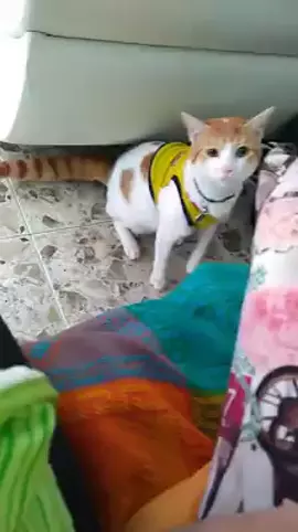 cuando tu gato canta el gol de Colombia.