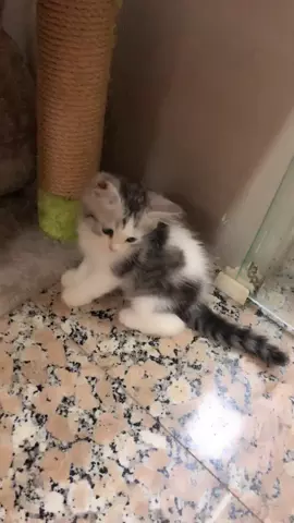 Kitten heaven❤️