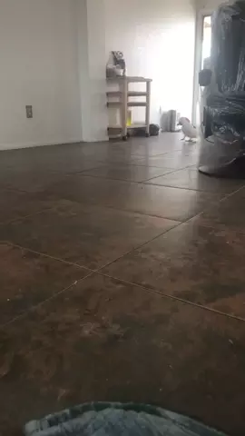 He yells at me all the time #birds #parrots #pets #cockatoo #funny #lol #hilarious #what