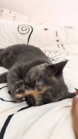 #แมว