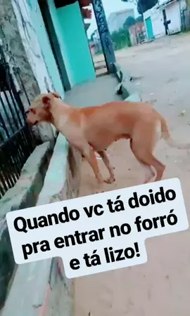 #forrozeiros@plantao🤠✨