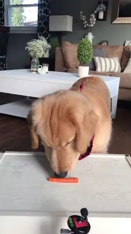 ASMR Taste Test 2 #foryou #foryoupage #asmr #asmreating #puppy #dogsoftiktok