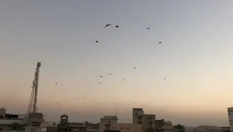 #slowmo #apple #birds #tiktokpakistan