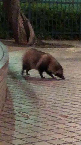 ナガシマスパーランドにタヌキ出現w可愛い( ´,,•ω•,,`)♡ #ナガシマスパーランド