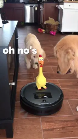 Doggos VS robot vacuum. Who will win? #foryou #foryoupage #foryourpage #puppy #dog