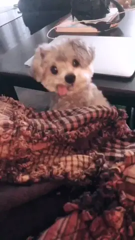 #dogsoftiktok #fordogs #foryou #mypawsomeday #dogs