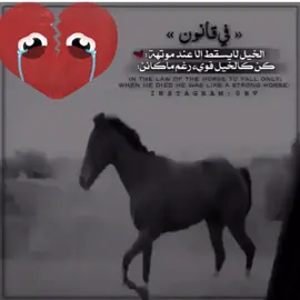 صراحه حزني الحصان يوم انكسرت رجله😭