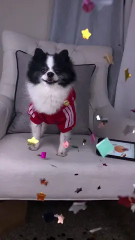 When Hux broke the world record 😉 Type My crush + middle button3x #egggang#pets#dressyourpetday