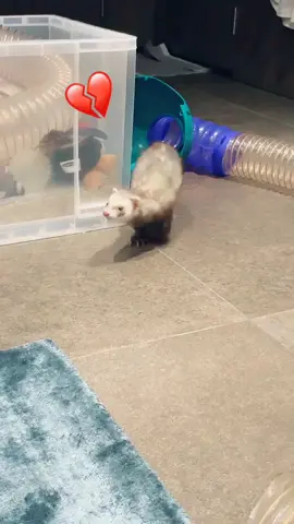 Atac! 🐍🐈 #PetsOfTikTok #ukpets #ferrets #ferret #funny