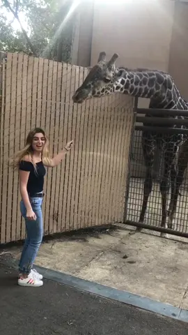 I fed a giraffe today!!😋🌿🦒 #Vlog