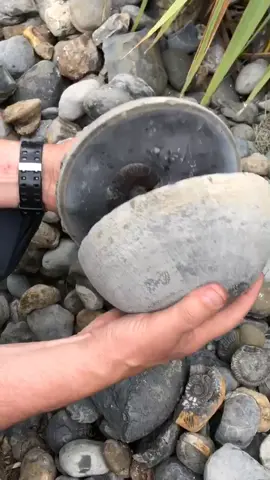 This ‘Cannon Ball’ contained a real fossil Eleganticeras ammonite 😍⚒ #fossils #geology #fossil