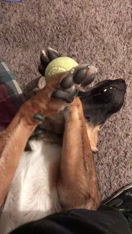 WHEN YOU TAKE DOGGOS BALL #golong #dog #puppy #funny #fail