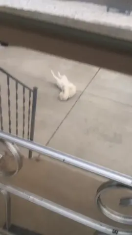 All of our snow is gone and I’m bamboozaled