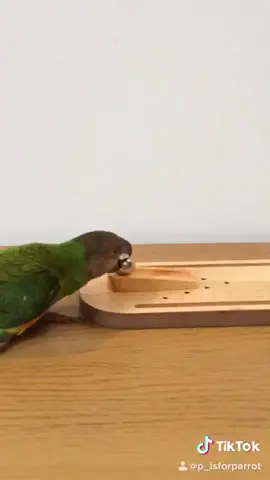 The Adventures of Super Scout #animeanimals #PetsOfTikTok #petsdooinghumanthings #myparrot