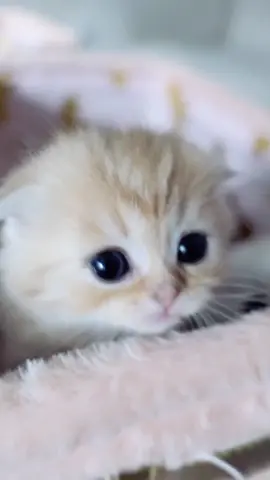 If you could shrink something and carry it around in your pocket, what would it be? #bestinshow