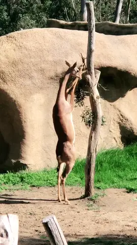 A crafty Southern Gerenuk enjoys some afternoon snacks #zoo #antelope #ad