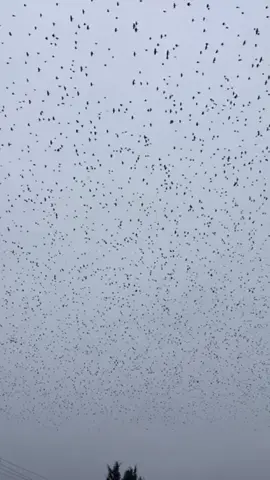 Bird migration 😱 so many birds #foryoupage #nature #somany #wowww #countthem
