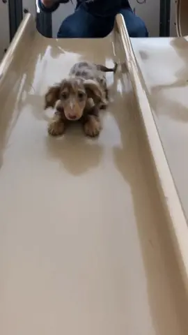 A sliding hot dog! #dogsoftiktok #foryou #foryoupage #pets #dog #pet #dachshund