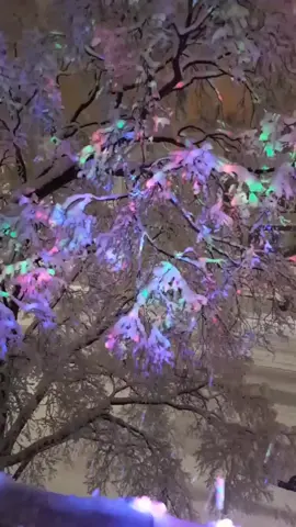 Snowing a lot. My friend and I put a light on the tree. #winter #lights #snow #pretty #wonderland